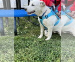 Small #2 Great Pyrenees Mix