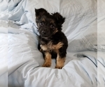 Small Chorkie-Yorkshire Terrier Mix