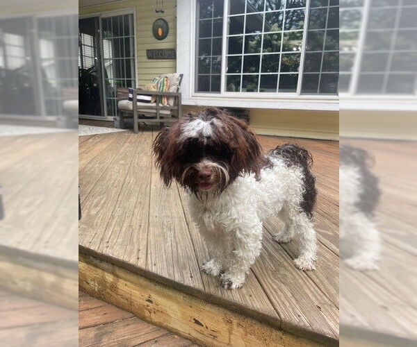 Medium Photo #1 Havanese Puppy For Sale in Fort Wayne, IN, USA