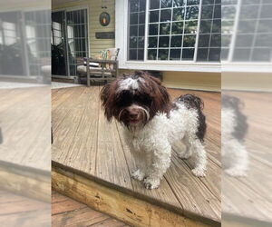 Havanese Dogs for adoption in Fort Wayne, IN, USA
