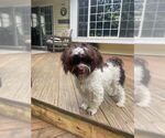 Small Havanese