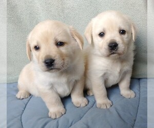 Labrador Retriever Puppy for sale in CALIENTE, CA, USA