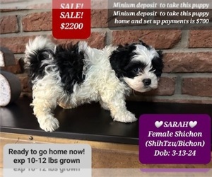 Zuchon Puppy for Sale in TUCSON, Arizona USA