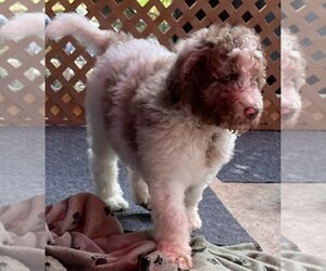 Double Doodle Puppy for sale in PIERSON, FL, USA