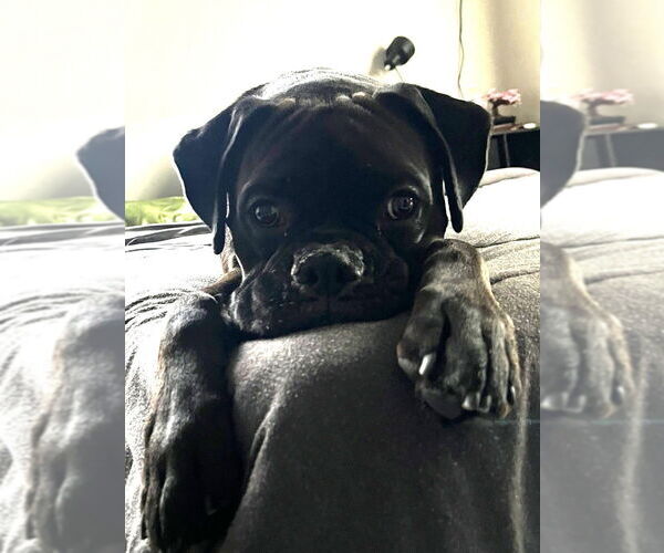 Medium Photo #3 Boxer Puppy For Sale in Austin, TX, USA