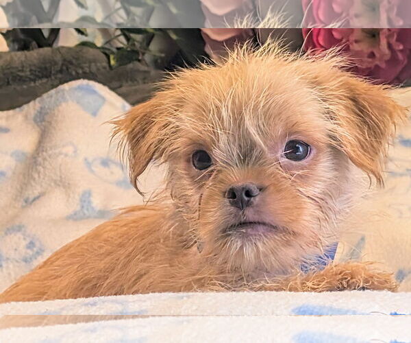 Medium Photo #1 Japanese Chin-Unknown Mix Puppy For Sale in Bon Carbo, CO, USA