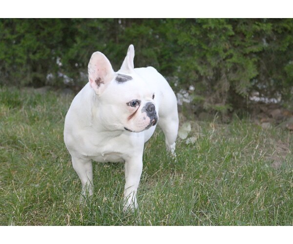 Medium Photo #4 French Bulldog Puppy For Sale in CARVER, OR, USA