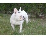 Small Photo #4 French Bulldog Puppy For Sale in CARVER, OR, USA