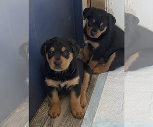 Rottweiler Puppy for sale in AVA, MO, USA