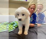 Small #1 Border Collie-Great Pyrenees Mix