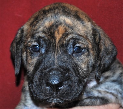 Medium Photo #3 Cane Corso-Mastiff Mix Puppy For Sale in CABOOL, MO, USA