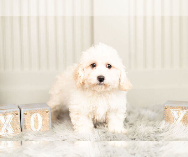 Medium Photo #4 Bichpoo Puppy For Sale in WARSAW, IN, USA