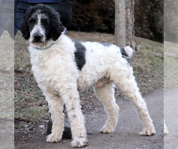 Medium Photo #1 Dalmadoodle Puppy For Sale in KINGSPORT, TN, USA