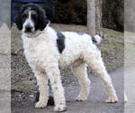 Small Photo #1 Dalmadoodle Puppy For Sale in KINGSPORT, TN, USA