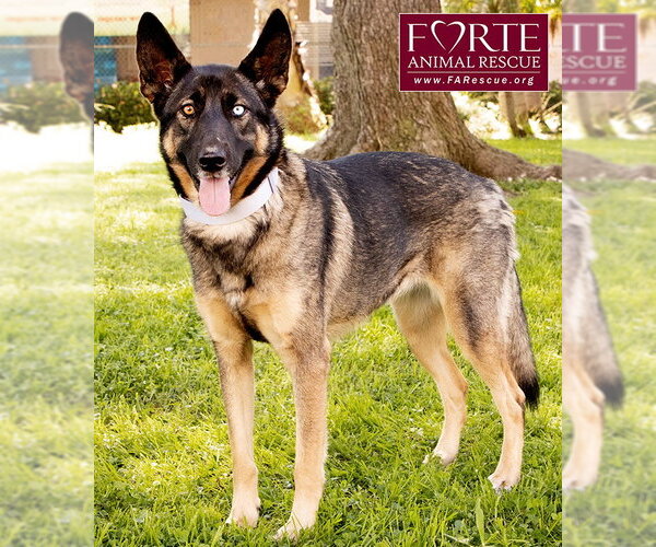 Medium Photo #4 Australian Shepherd-German Shepherd Dog Mix Puppy For Sale in Marina del Rey, CA, USA