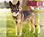Small #3 Australian Shepherd-German Shepherd Dog Mix