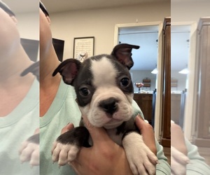 Boston Terrier Puppy for sale in FREDONIA, KS, USA