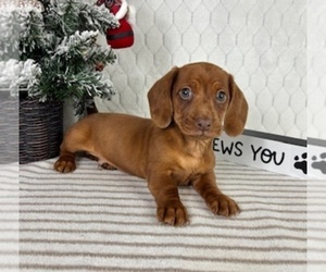 Dachshund Puppy for sale in GREENFIELD, IN, USA
