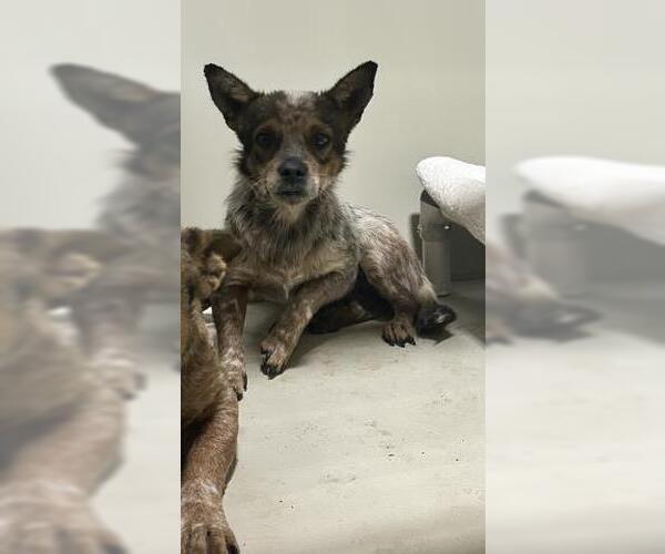 Medium Photo #1 Mutt Puppy For Sale in Bakersfield, CA, USA