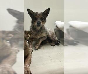 Mutt Dogs for adoption in Bakersfield, CA, USA