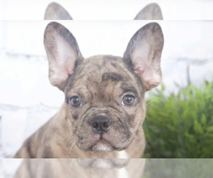 Faux Frenchbo Bulldog Puppy for sale in RED LION, PA, USA
