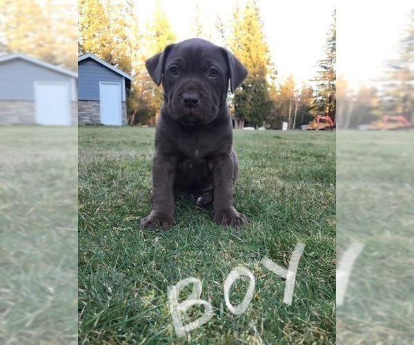 Medium Photo #6 American Bully-Labrador Retriever Mix Puppy For Sale in BLAINE, WA, USA