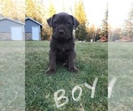 Small Photo #6 American Bully-Labrador Retriever Mix Puppy For Sale in BLAINE, WA, USA