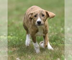 Small Plott Hound Mix