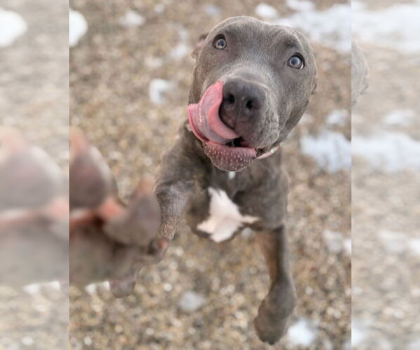 Medium Photo #3 Mutt Puppy For Sale in Jefferson, WI, USA