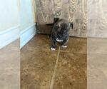 Small #1 American Staffordshire Terrier Mix