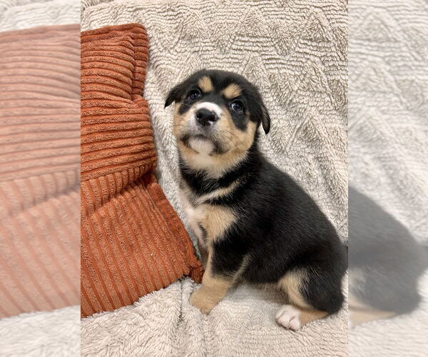 Medium Photo #1 German Shepherd Dog-Unknown Mix Puppy For Sale in Lakewood, CO, USA