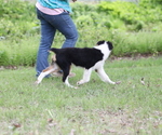 Small #8 Australian Shepherd