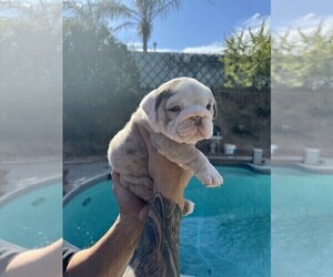 Bulldog Puppy for sale in CORONA, CA, USA