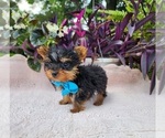 Small #4 Yorkshire Terrier