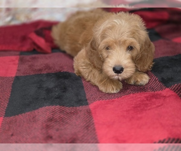 Medium Photo #24 Goldendoodle Puppy For Sale in DUBLIN, TX, USA