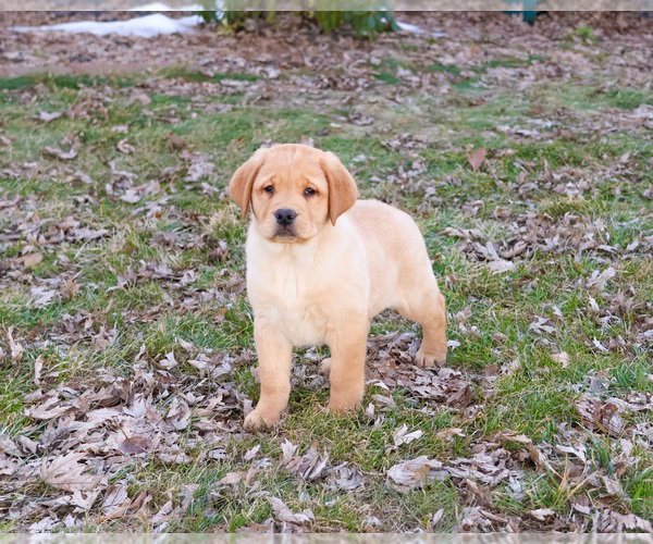Medium Photo #10 Labrador Retriever Puppy For Sale in SYRACUSE, IN, USA