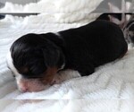 Puppy Puppy 4 Female Cavalier King Charles Spaniel