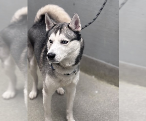 Medium Photo #1 Siberian Husky-Unknown Mix Puppy For Sale in Las Vegas, NV, USA