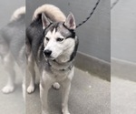 Small Siberian Husky Mix