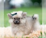 Small Photo #40 Pomeranian Puppy For Sale in WARSAW, IN, USA