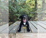 Small #1 Labrador Retriever Mix