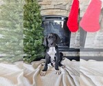 Puppy Black Great Dane