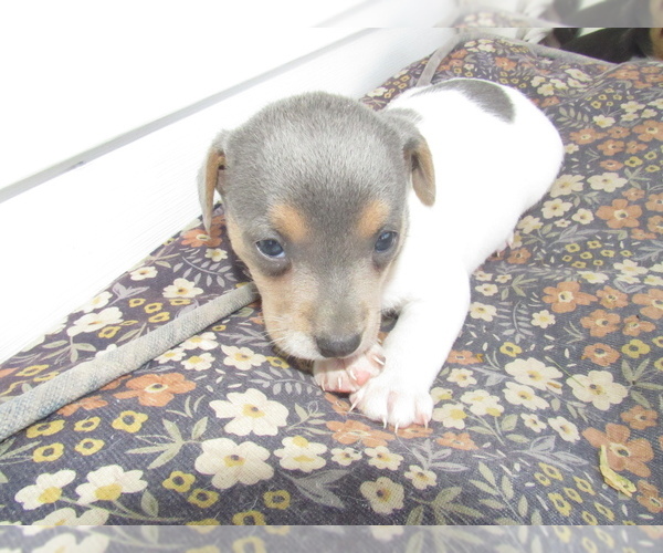 Medium Photo #1 Rat Terrier Puppy For Sale in HILLSBORO, WI, USA