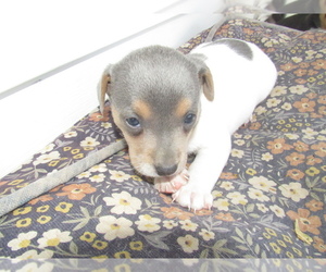 Medium Rat Terrier