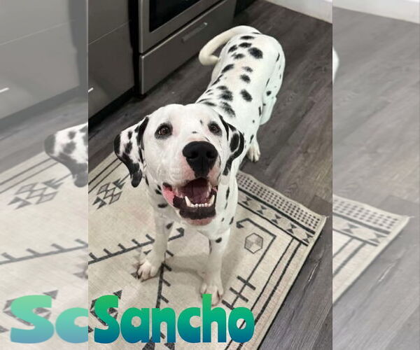 Medium Photo #5 Dalmatian-Unknown Mix Puppy For Sale in Woodbury, NY, USA