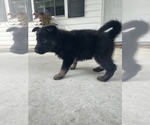 Small Photo #9 German Shepherd Dog Puppy For Sale in ALMA, GA, USA