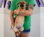 Small #2 German Shepherd Dog Mix