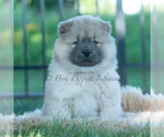 Puppy Vision Chow Chow