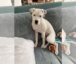 Small #3 American Bulldog