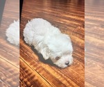 Small Photo #6 Maltese Puppy For Sale in MARIETTA, GA, USA